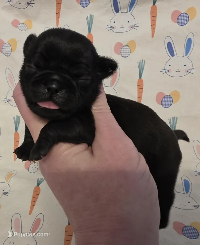 Aili F1 – Pug puppy for sale in Upland, IN