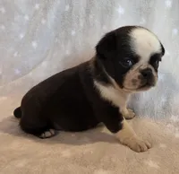 Aili F2, a female Pug for sale in Upland, IN – 2 of 6