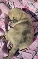 Cinderella F2, a female Pug for sale in Upland, IN – 2 of 4