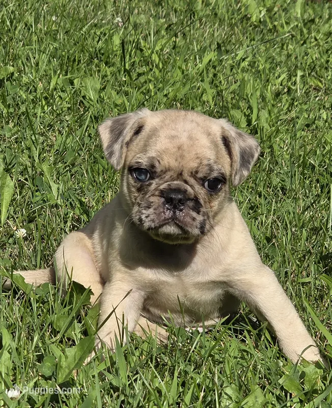 Lucy M3 – Pug puppy for sale in Upland, IN