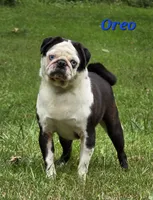 Navy F1, a female Pug for sale in Upland, IN – 4 of 4