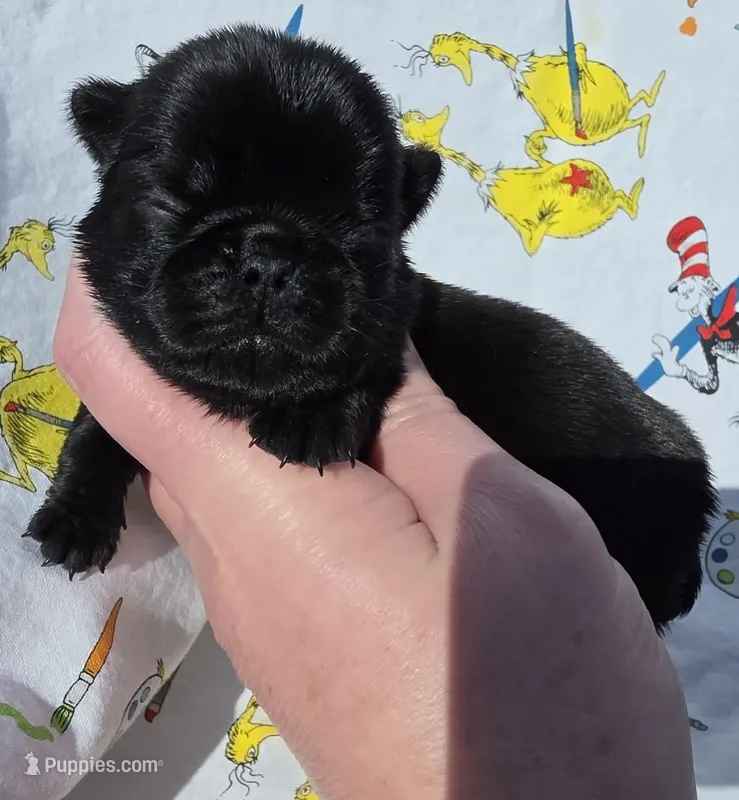 Olive F1 – Pug puppy for sale in Upland, IN
