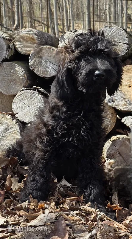 Roxy M6 – Goldendoodle puppy for sale in Upland, IN