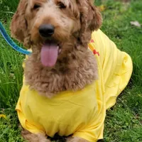 Roxy M6, a male Goldendoodle for sale in Upland, IN – Photo 7 of 7