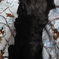 Roxy M6, a male Goldendoodle for sale in Upland, IN – Photo 5 of 7