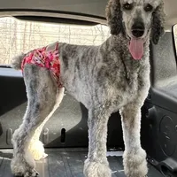 Roxy M6, a male Goldendoodle for sale in Upland, IN – Photo 6 of 7