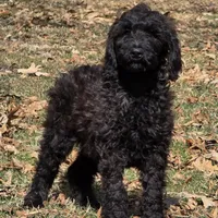 Roxy M6, a male Goldendoodle for sale in Upland, IN – Photo 2 of 7