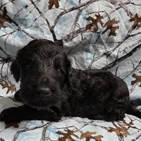 Roxy M6, a male Goldendoodle for sale in Upland, IN – Photo 4 of 7