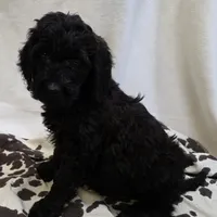 Roxy M6, a male Goldendoodle for sale in Upland, IN – Photo 3 of 7