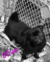 Olive F1, a female Pug for sale in Upland, IN – 3 of 4