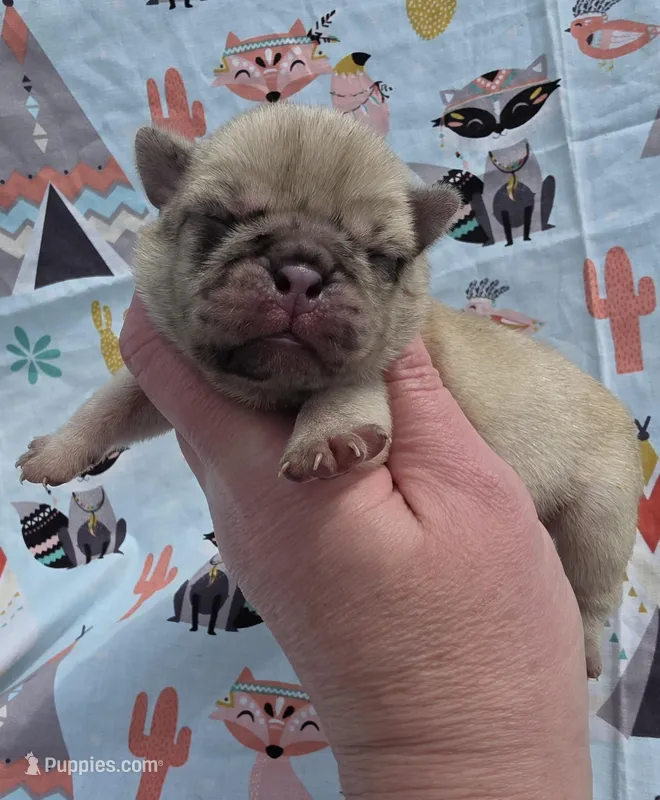 Elvira F2 – Pug puppy for sale in Upland, IN