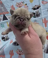 Elvira F2, a female Pug for sale in Upland, IN – 3 of 8