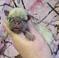 Elvira F2, a female Pug for sale in Upland, IN – Photo 1 of 4
