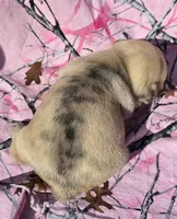 Cinderella F1, a female Pug for sale in Upland, IN – 2 of 4
