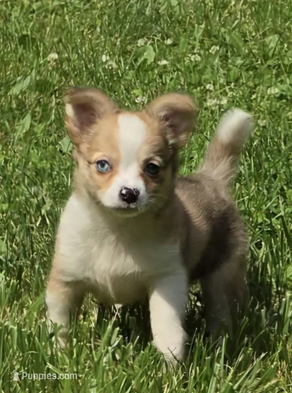 Nilly F4 – Chihuahua puppy on hold in Upland, IN