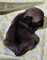 Olive F3, a female Pug for sale in Upland, IN – 2 of 6
