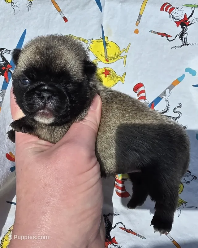 Olive F2 – Pug puppy for sale in Upland, IN