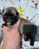 Olive F2, a female Pug for sale in Upland, IN – 1 of 4