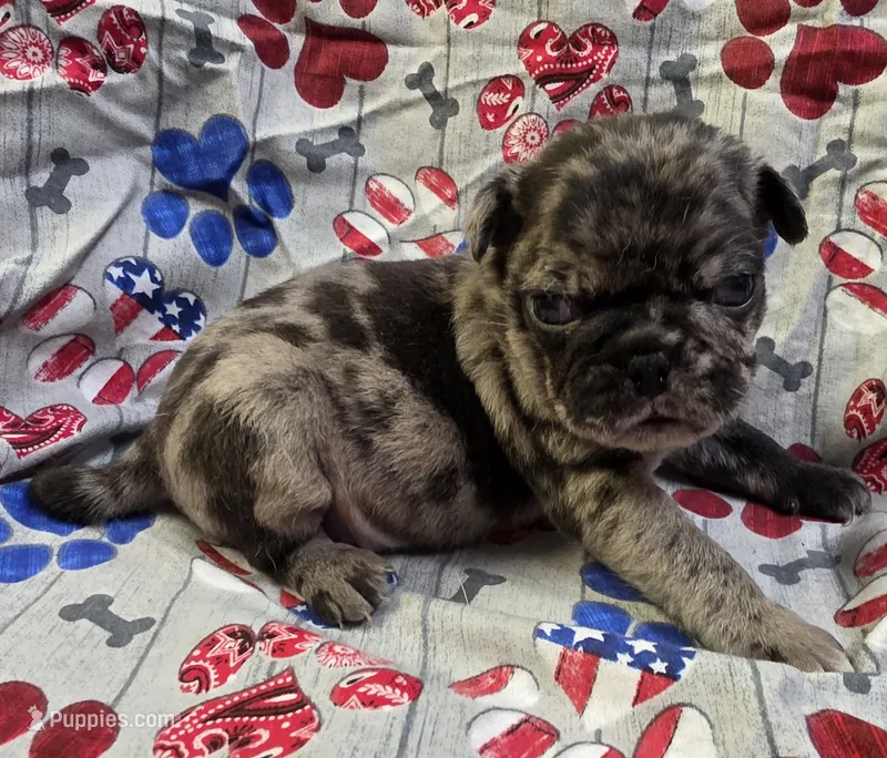 Elvira M1 – Pug puppy for sale in Upland, IN