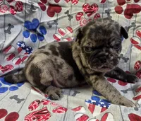 Elvira M1, a male Pug for sale in Upland, IN – 1 of 8