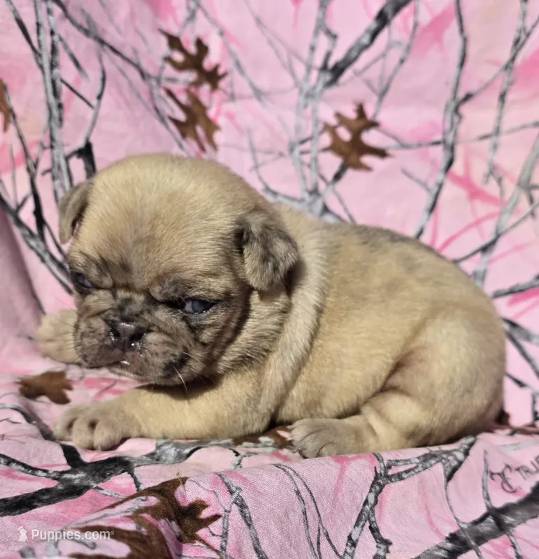 Cinderella F1 – Pug puppy for sale in Upland, IN