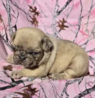 Cinderella F1, a female Pug for sale in Upland, IN – 1 of 4