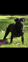 Minnie F1, a female Pug for sale in Upland, IN – 4 of 4