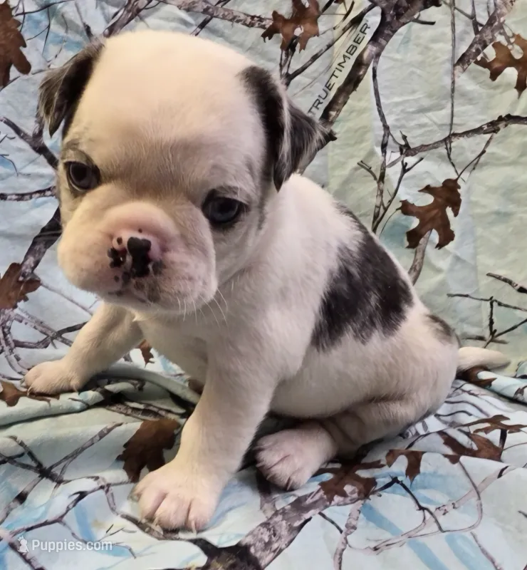 Navy M2 – Pug puppy on hold in Upland, IN