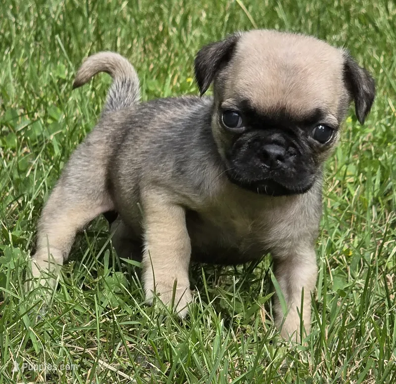 Darci F3 – Pug puppy for sale in Upland, IN