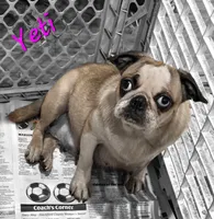 Yeti F1, a female Pug for sale in Upland, IN – 4 of 4