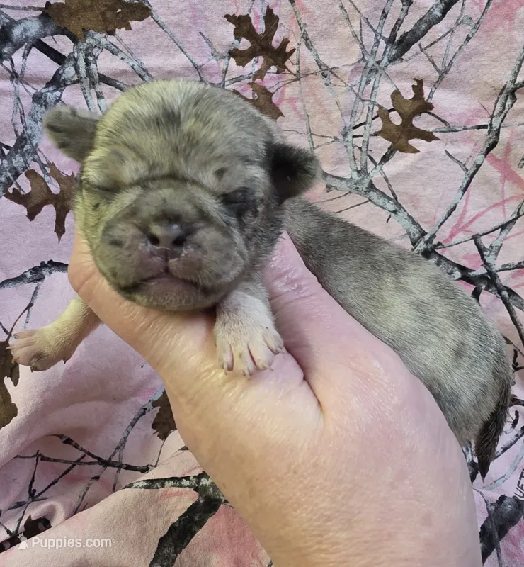 Yeti F1 – Pug puppy for sale in Upland, IN