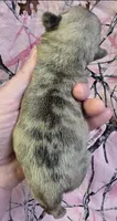 Yeti F1, a female Pug for sale in Upland, IN – 2 of 4