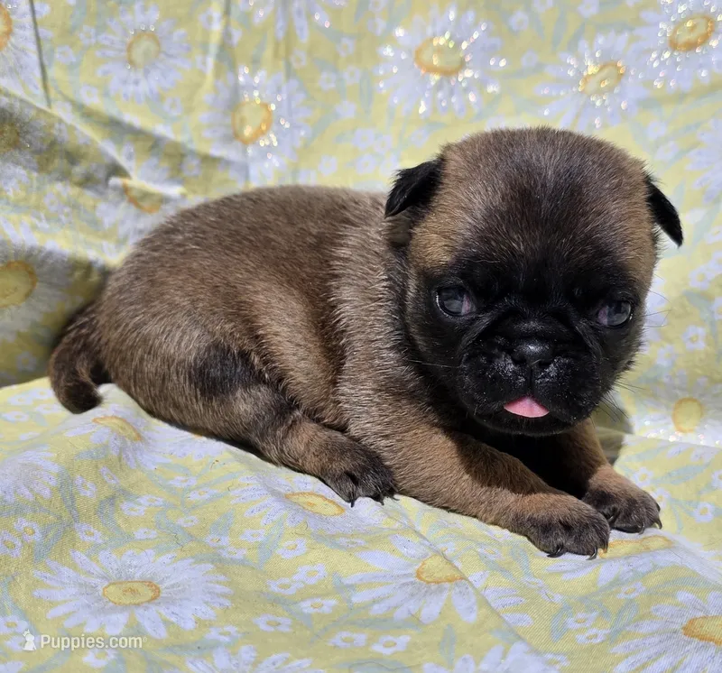 Olive F4 – Pug puppy for sale in Upland, IN