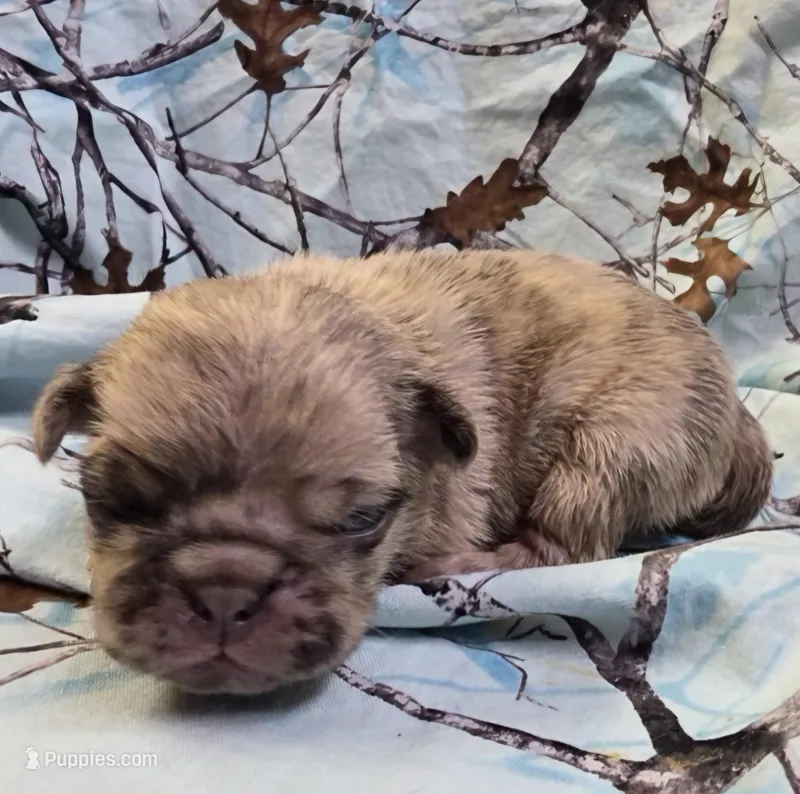 Lucy M2 – Pug puppy for sale in Upland, IN