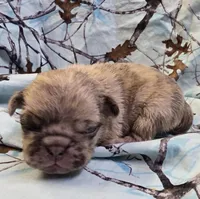 Lucy M2, a male Pug for sale in Upland, IN – 1 of 4