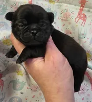 Reece F1, a female Pug for sale in Upland, IN – Photo 3 of 8