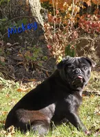 Reece F1, a female Pug for sale in Upland, IN – Photo 7 of 8