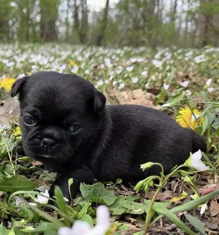 Reece F1 – Pug puppy for sale in Upland, IN