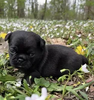 Reece F1, a female Pug for sale in Upland, IN – Photo 1 of 8