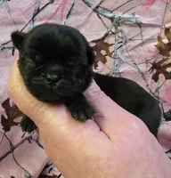Reece F1, a female Pug for sale in Upland, IN – Photo 5 of 8