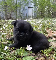Reece F1, a female Pug for sale in Upland, IN – Photo 2 of 8
