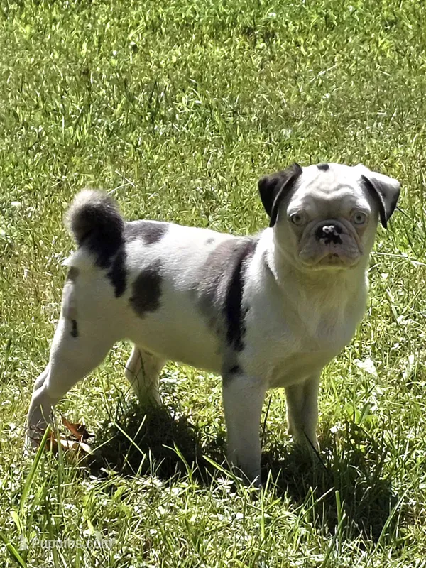 Navy M1 – Pug puppy on hold in Upland, IN