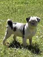 Navy M1, a male Pug for sale in Upland, IN – 1 of 8