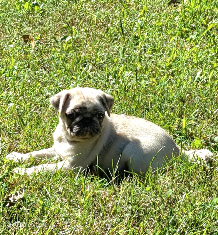Cinderella F1 – Pug puppy for sale in Upland, IN