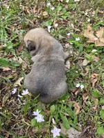 Reece F1, a female Pug for sale in Upland, IN – 2 of 8