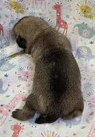 Reece F1, a female Pug for sale in Upland, IN – Photo 2 of 6