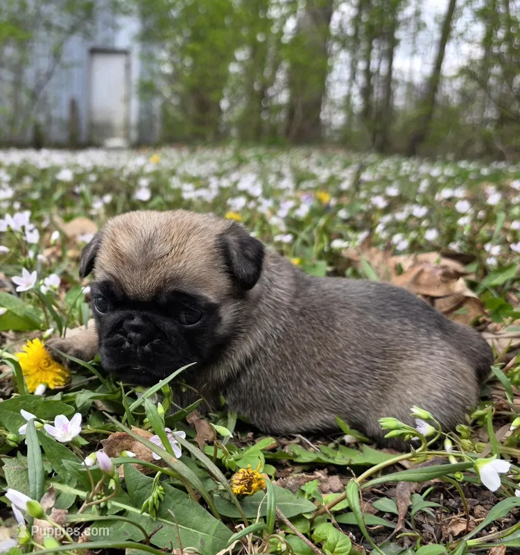 Reece F1 – Pug puppy for sale in Upland, IN