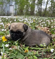 Reece F1, a female Pug for sale in Upland, IN – 1 of 8