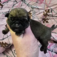 Reece F1, a female Pug for sale in Upland, IN – Photo 3 of 6