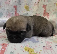 Reece F1, a female Pug for sale in Upland, IN – Photo 1 of 6